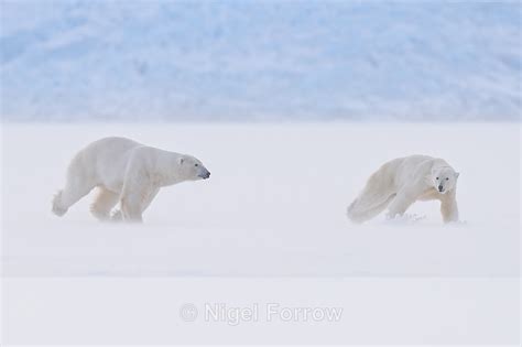 Male Polar Bear Chasing Female Svalbard Norway