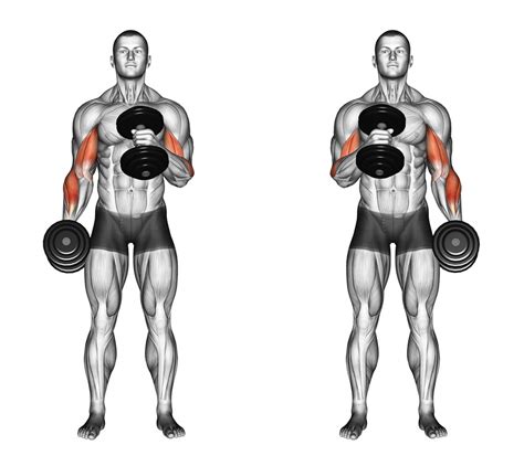 7 Exercises To Get The Most From Your Bicep Workouts Transparent Labs