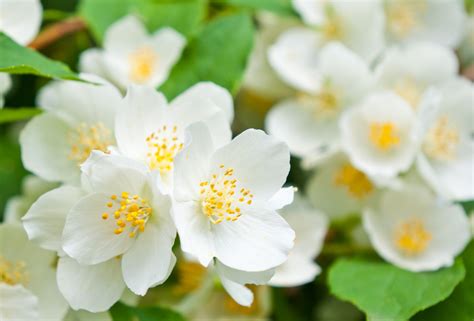 15 Fragrant Plants For Your Garden Flower Magazine