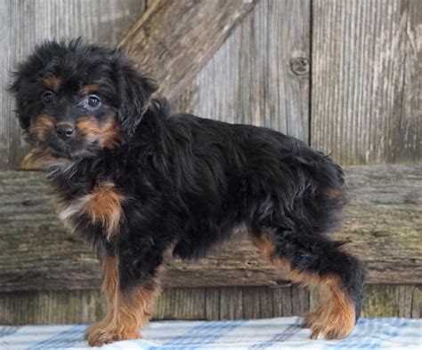 Mini Aussiedoodle For Sale Fredericksburg Oh Female Neena Ac