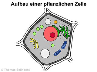 Kostenlose arbeitsblätter und unterrichtsmaterial für die grundschule zu den fächern deutsch, mathe, sachkunde und englisch sowie arbeitsblatt generatoren. Bastelaufgabe für die Schule - Basteln: Bastelforum.de