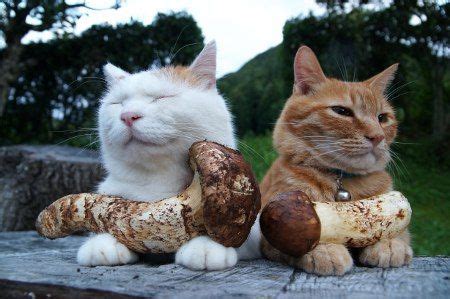 Poisoning from such mushrooms can cause drooling, vomiting, diarrhea, and liver damage. Can Cats Eat Mushrooms? Are Mushrooms Safe For Cats ...