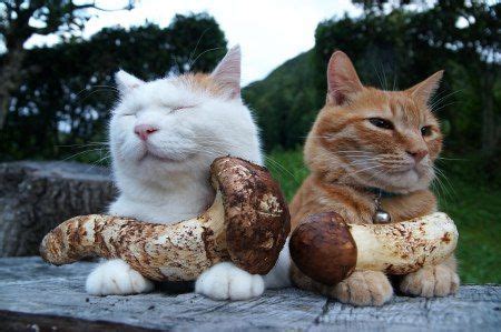Cat owners should keep these out of cat's reach in every form, including raisin bagels or grape juice. Can Cats Eat Mushrooms? Are Mushrooms Safe For Cats | Cats ...