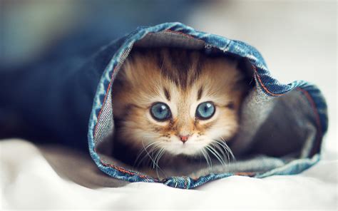 All will bring a smile to your face. Cats in Jeans Wallpapers HD / Desktop and Mobile Backgrounds
