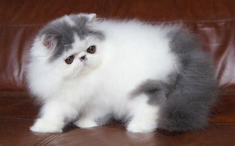 Other breeder's photos, or photos of kittens to represent their own. Alfenloch Himalayan : Biological Science Picture Directory ...