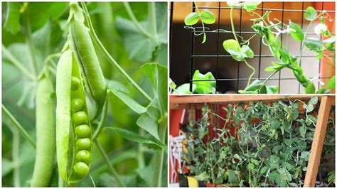 Growing Peas Indoors From Seed To Harvest In Your Home