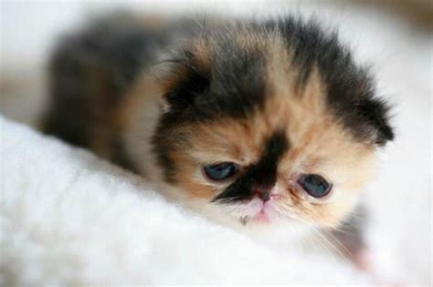 Worlds Cutest Kitten Picture One Most