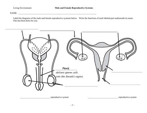 Male And Female Reproductive System Labeled Diagram