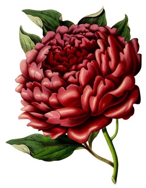 8 Peony Illustrations Peonies Images The Graphics Fairy