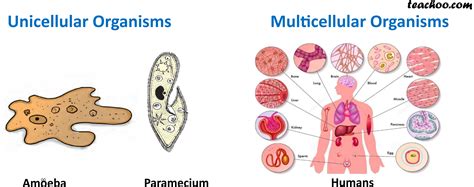 Multicellular And Unicellular Organisms Differences And Examples