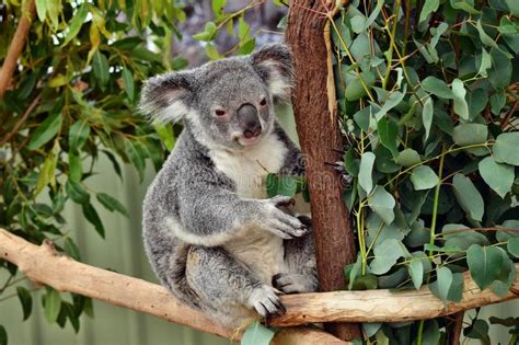 Cute Koala Looking On A Tree Branch Eucalyptus Stock Photo