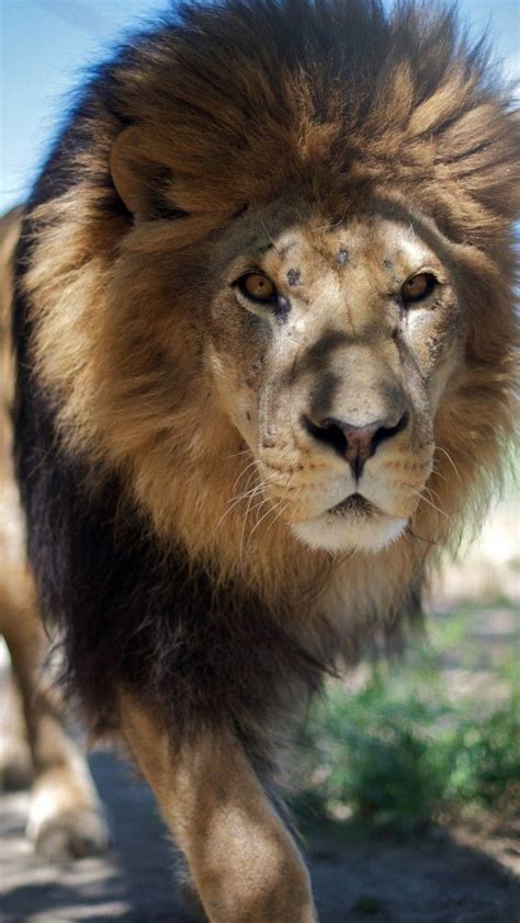 Lion, mane, step, nature, king of beasts, look, wild ...