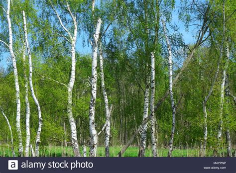 Birch Tree In Spring Hi Res Stock Photography And Images Alamy