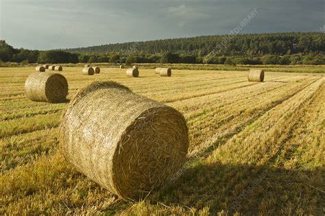 Bales Of Barley Straw On Arable Farmland Scotland Uk Stock Image
