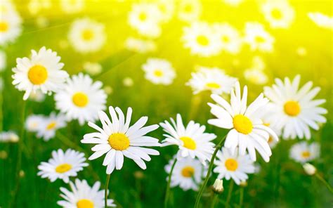 Daisy Background ·① Download Free Cool High Resolution Backgrounds For
