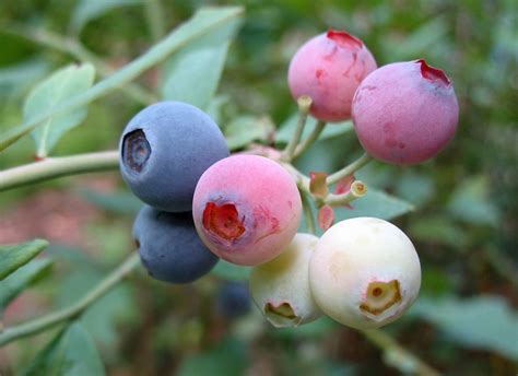 The university of georgia, college of agricultural and environmental sciences, released a helpful document to help you determine what you can plant in every month of the year.*this document's purpose was to prove that it's never too late to plant something in your yard. Using Georgia Native Plants: Why Aren't You Growing ...