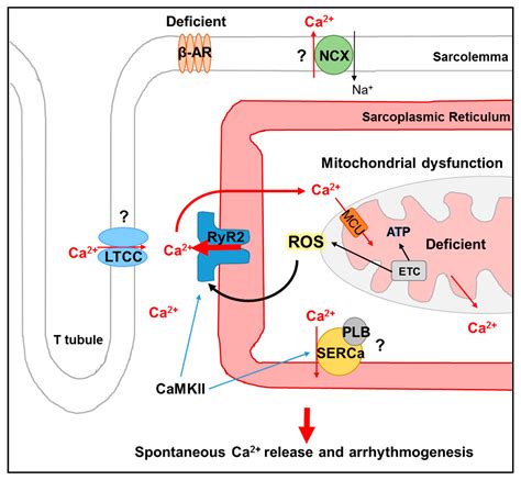 Ijms Free Full Text Altered Intracellular Calcium Homeostasis And