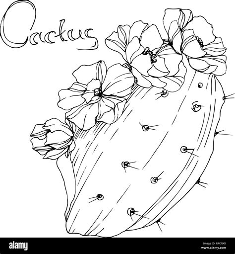 Vector Cactus Floral Botanical Flower Black And White Engraved Ink