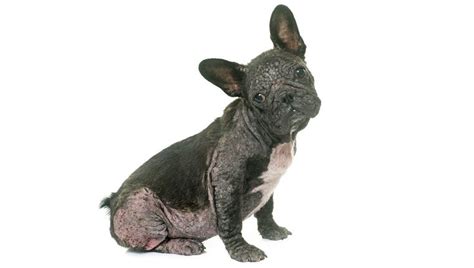 Buy french bulldog signs & plaques and get the best deals at the lowest prices on ebay! Mange In Dogs: Symptoms, Causes, & Treatments - Dogtime