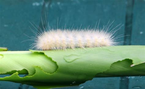 Fuzzy White Caterpillar Spilosoma Virginica Bugguidenet