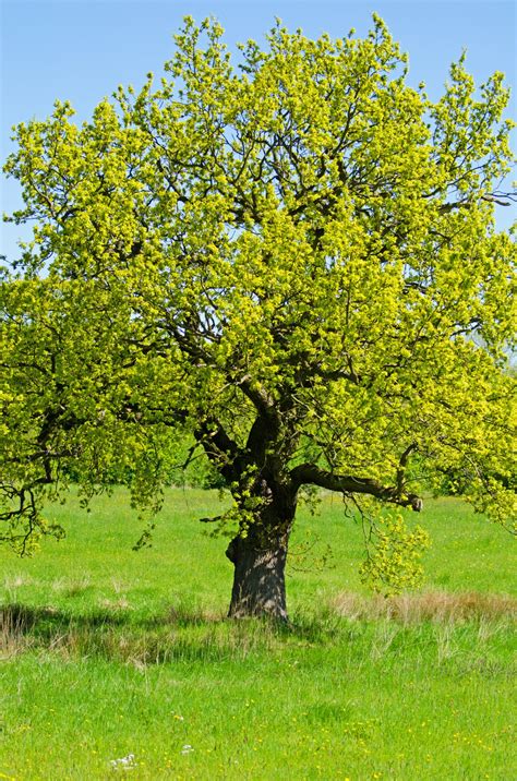 Tree Free Stock Photo Public Domain Pictures