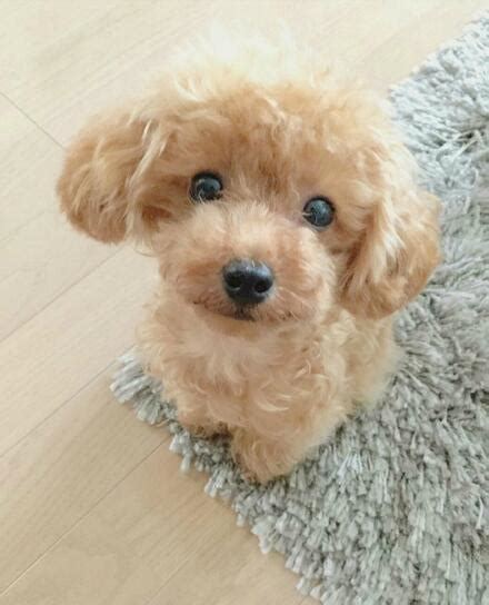Realistic Teddy Dog Lucky — Create & Innovate