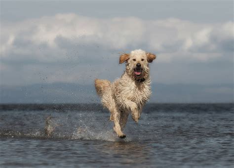 Action Dog Photography