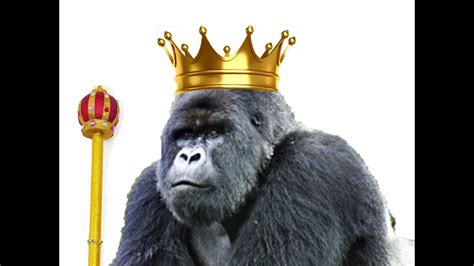 A Gorilla King The True Story Of Titus The King Of Gorillas Youtube