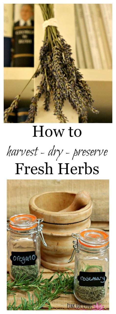 How To Harvest Dry And Preserve Fresh Herbs Pink Fortitude Llc