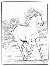 Horse Running Horses Coloring Pages Funnycoloring Advertisement sketch template