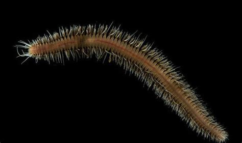Creatures Have Been Found In The Indian Ocean Two Miles Deep World