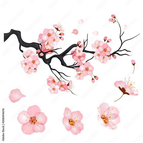 Blossom Cherry Flowers On Branch Of Japanese Sakura Tree Vector Stock