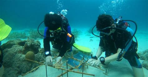 Marine Biology Jobs This Summer Broadreach