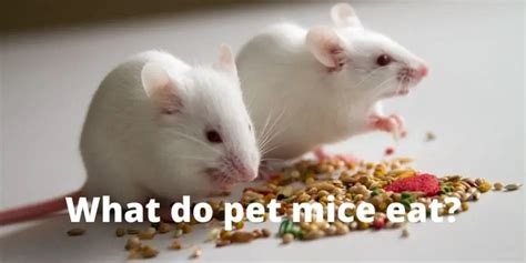 What Do Pet Mice Eat Mice Diet Guide Hutch And Cage
