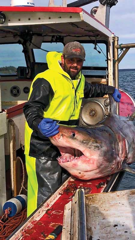 Great White Sharks In Maine Maine Boats Homes And Harbors