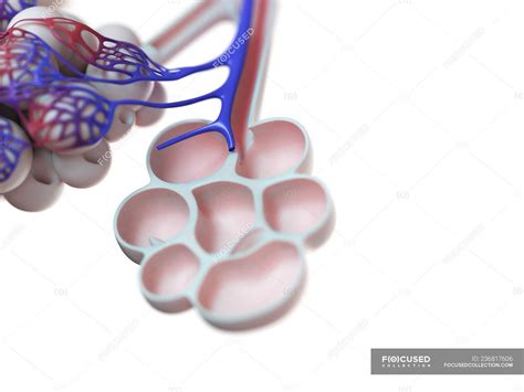 Digital Illustration Of Human Alveoli On White Background Body Medicine Stock Photo