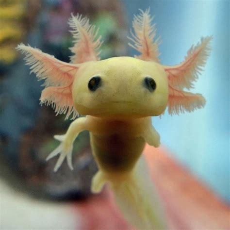 Here Is A Picture Of A Baby Axolotl To Brighten Up Your Day Aww