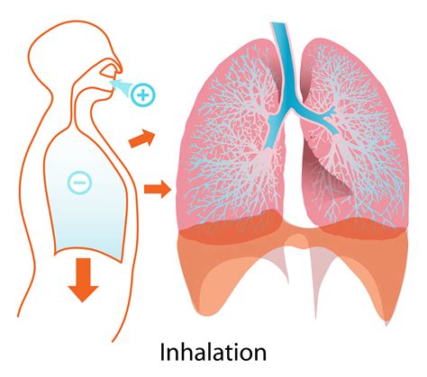 La Respiration Chez L Homme Enseignons Be