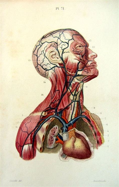 193 Best Antique Anatomy Prints Images On Pinterest Anatomy Anatomy