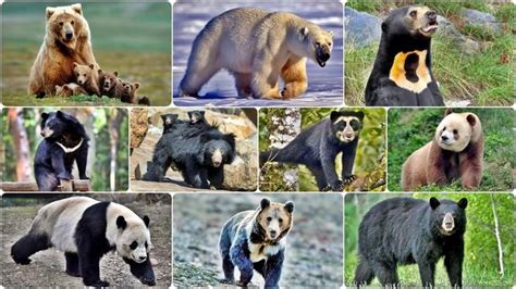 Youtubebevoscmgdzm All Extant Bear Species Bear Species