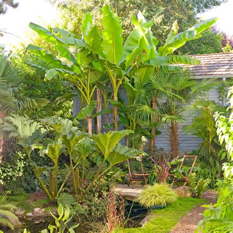 84 Best Tropical Plants For Zone 7 Images On Pinterest Tropical