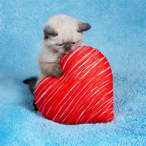 valentine kitten little miss cat