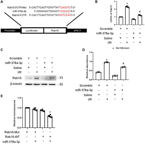 rab10 was a direct target of mir 378a 3p bumpt cells were transfected download scientific