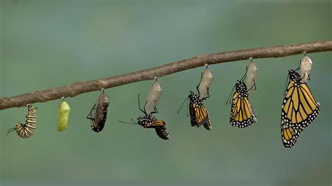 Caterpillar Transformation Into Monarch Butetrfly Butterfly