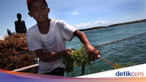 Kita sadar akan pentingnya penghormatan terhadap perbedaan. Memanfaatkan Kekayaan Laut untuk Cari Bahan Baku Obat ...