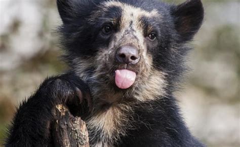 The Andean Spectacled Bear Spectacled Bear Bear Species Bear