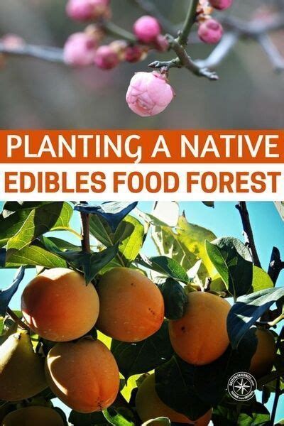 Planting A Native Edibles Food Forest Food Forest Food Garden