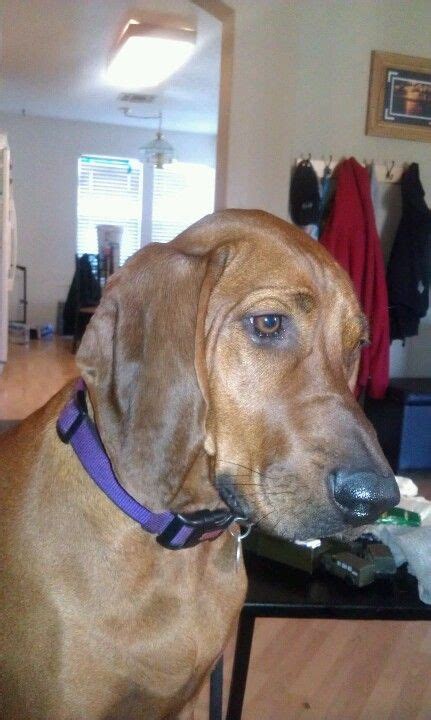 What She Wouldnt Give For Just A Tiny Tastelol Redbone Coonhound