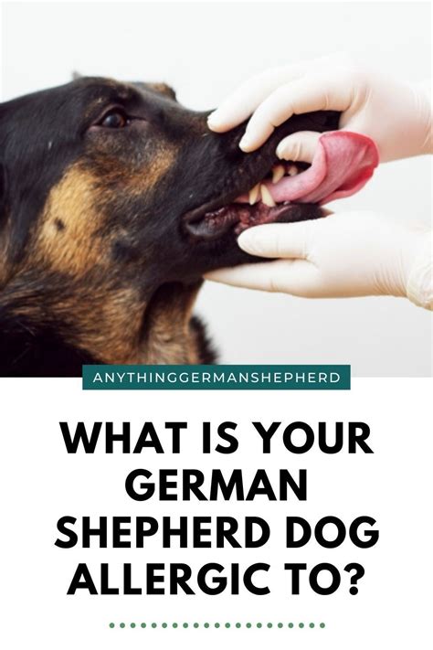 German Shepherd Allergies What Is Your Gsd Allergic To Dog Food