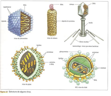 Blog De Biologia Os Vírus